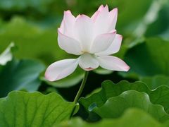 -明翠湖品·湖景餐厅