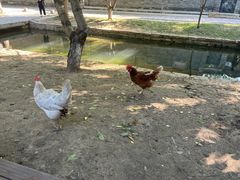 -春风习习