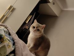 -天使宠物医院·犬猫分诊(彩虹店)