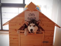 -Husky Go! 哈士奇体验馆·宠物咖啡厅狗咖