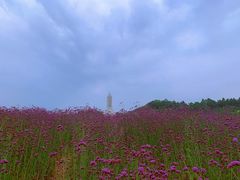 -紫颐香薰山谷景区