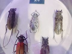 -陕西自然博物馆