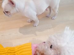 -Meowの猫咖(万家丽店)