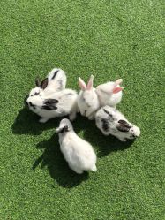 -萌宠亲子动物乐园(槐房万达店)