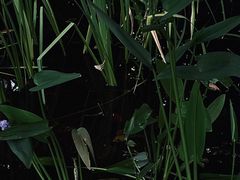 -成都市活水公园