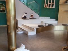-飞行喵MR PILOT|猫舍·猫咖(静安大融城店)