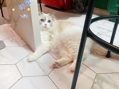 -momokira米努特·德文卷毛猫·棉花面纱犬