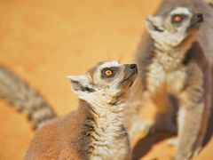 -济南野生动物世界