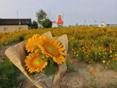 -杭州湾海上花田景区