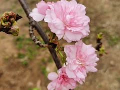 -天适樱花悠乐园