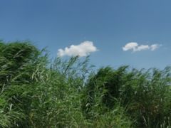 -白洋淀风景区