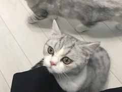 -喵的天空名猫咖啡馆·撸猫·猫舍·用品
