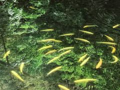 -本溪汤沟绿石谷森林公园