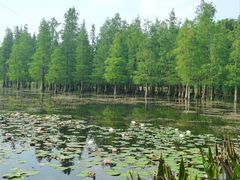 -白鹭湾湿地公园