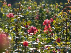 -北京西山国家森林公园