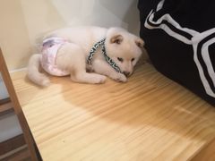 -柴犬小屋·柴餐厅·狗咖食堂(金鼎广场店)