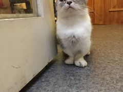 -猫色咖啡·猫咖