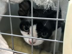 -纳吉亚猫专科动物医院·北北分院