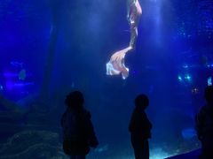 -江和美海洋公园