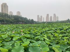 -前关湿地公园