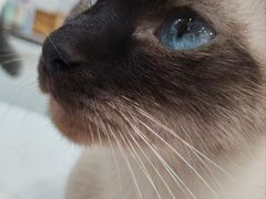 -喵园·猫主题咖啡厅·撸猫·猫咖(国贸店)