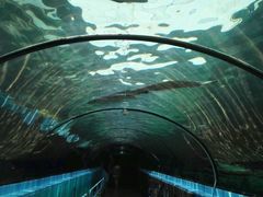 -悉尼海洋生物水族馆