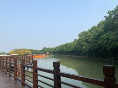 -大湾区中央湿地公园