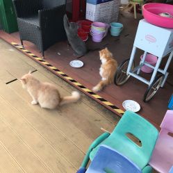 -小蜜蜂农场(凯德七宝购物广场店)