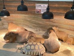 -Zoolung Zoolung动物主题公园(海信广场店)