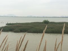 -芒洲湿地公园