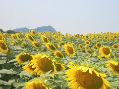 -光明小镇欢乐田园
