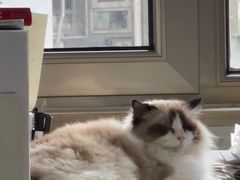 -纳吉亚猫专科动物诊疗中心(蒋宅口分院)