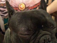 -more than meow吴止猫主题餐厅(承德 中船汇店)