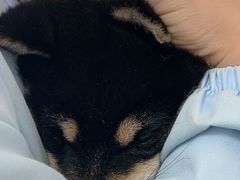 -汪喵宠物医院·骨科心脏影像·犬猫急重症ICU诊疗中心(成华分院)