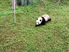 -都江堰中华大熊猫苑