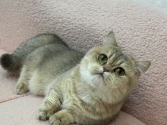 -青奢宠物·青奢猫舍