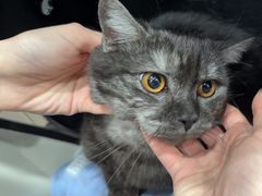 -瑞派宠物医院·犬猫全科·猫友好(宾水西道店)