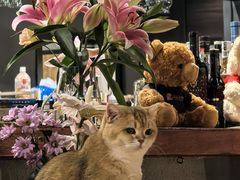 -咖法森林·咖啡  酒吧(天河店)