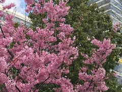 -丹东路渡口(轮渡站)