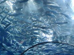 -成都浩海立方海洋公园