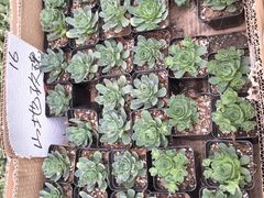 -龙大花卉苗木市场