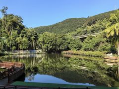 -西双版纳原始森林公园