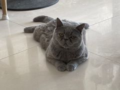 -平行世界·猫咖(首经贸店)