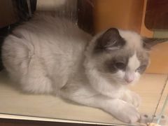 -艾贝尔宠物医院·狂犬免疫点(江山金象城店)