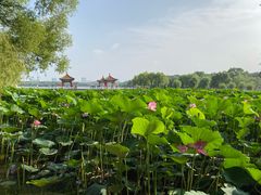 -长春市南湖公园