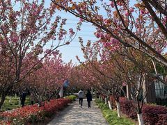 -高东镇樱花园
