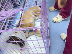 -瑞派长江宠物医院·猫科·外科·24小时夜护(谊城公寓分院)