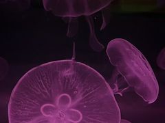 -海合安武汉极地海洋公园