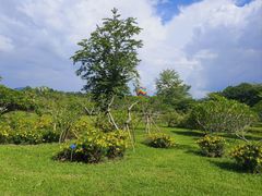 -中国科学院西双版纳热带植物园