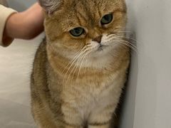 -Cappucimeow猫咪咖啡馆(韦伯时代店)